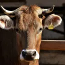 В Тюменской области пострадавшим от засухи предприятиям выделят по 10 тысяч рублей на корову