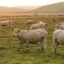 В Тюменской области растет зона карантина из-за лейкоза коров
