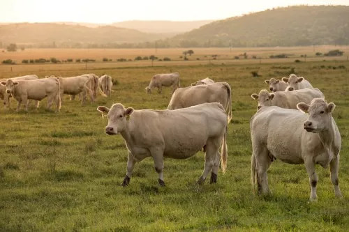 В Тюменской области растет зона карантина из-за лейкоза коров
