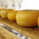 На тюменской сыроварне "Петелино" варят 24 вида сыров из молока собственного производства