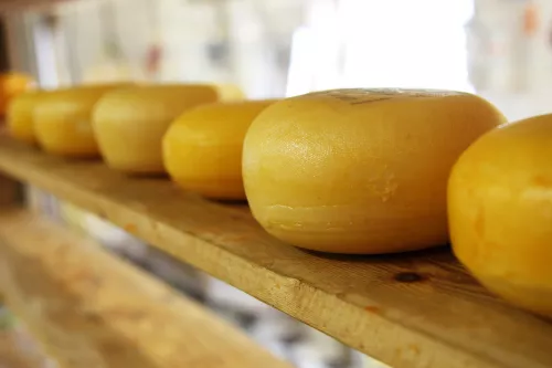 На тюменской сыроварне "Петелино" варят 24 вида сыров из молока собственного производства
