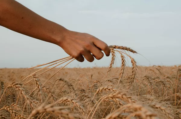 Губкинская ферма "Веритас" будет выращивать пшеницу в Заводоуковском районе Тюменской области